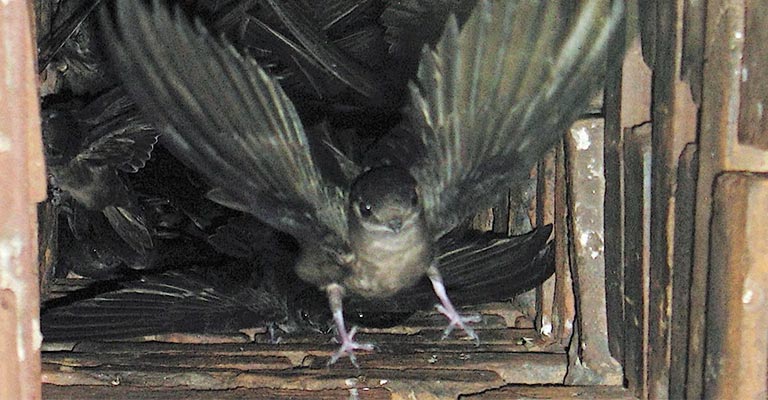 What Types of Birds Are Most Likely to Get into Fireplaces