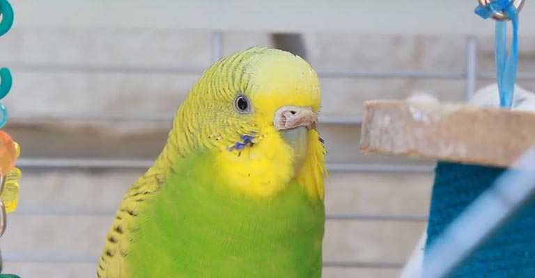 What to Do If My Budgie's Nose Turns Brown