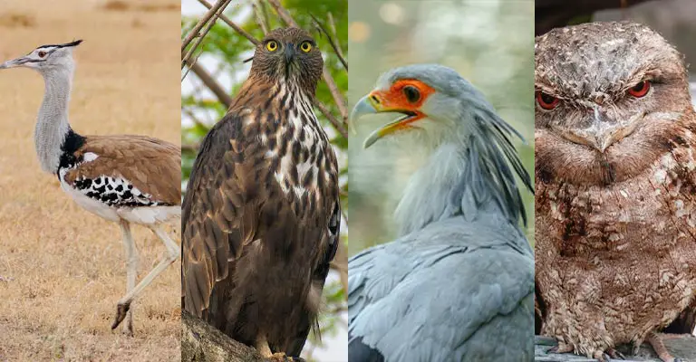 Which Birds Have Such Large Eyes