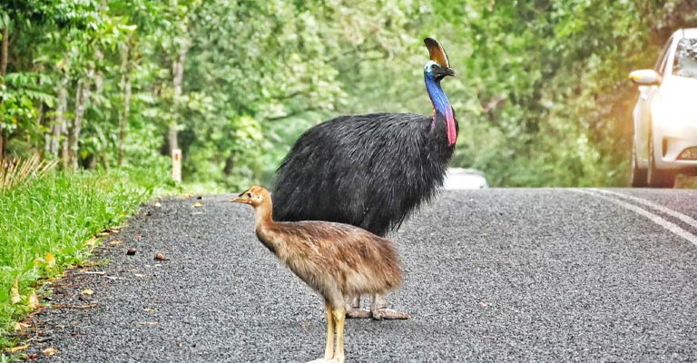 Which Incidents Trigger Cassowary To Get Dangerous