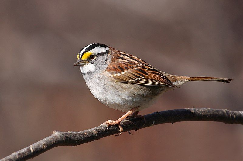 White-throated sparrow