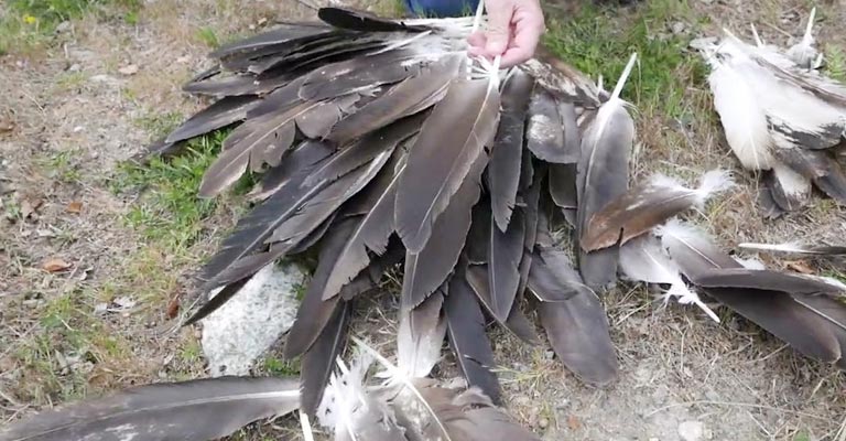 Why Are Eagle Feathers Illegal