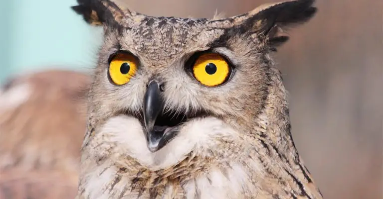 Why Do Owls Have Such Large Eyes