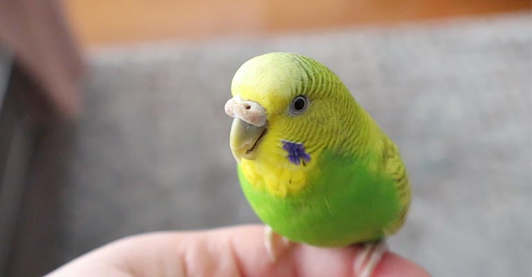 Why Is My Budgie's Nose Brown