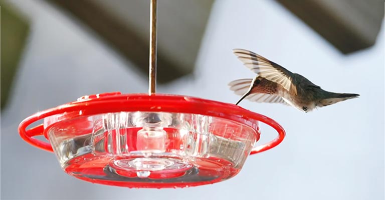 How to Prevent Ants in Hummingbird Feeders