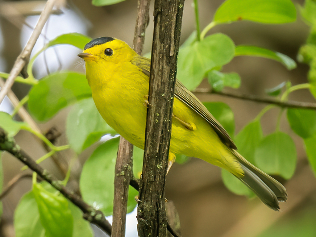 Wilson's Warbler