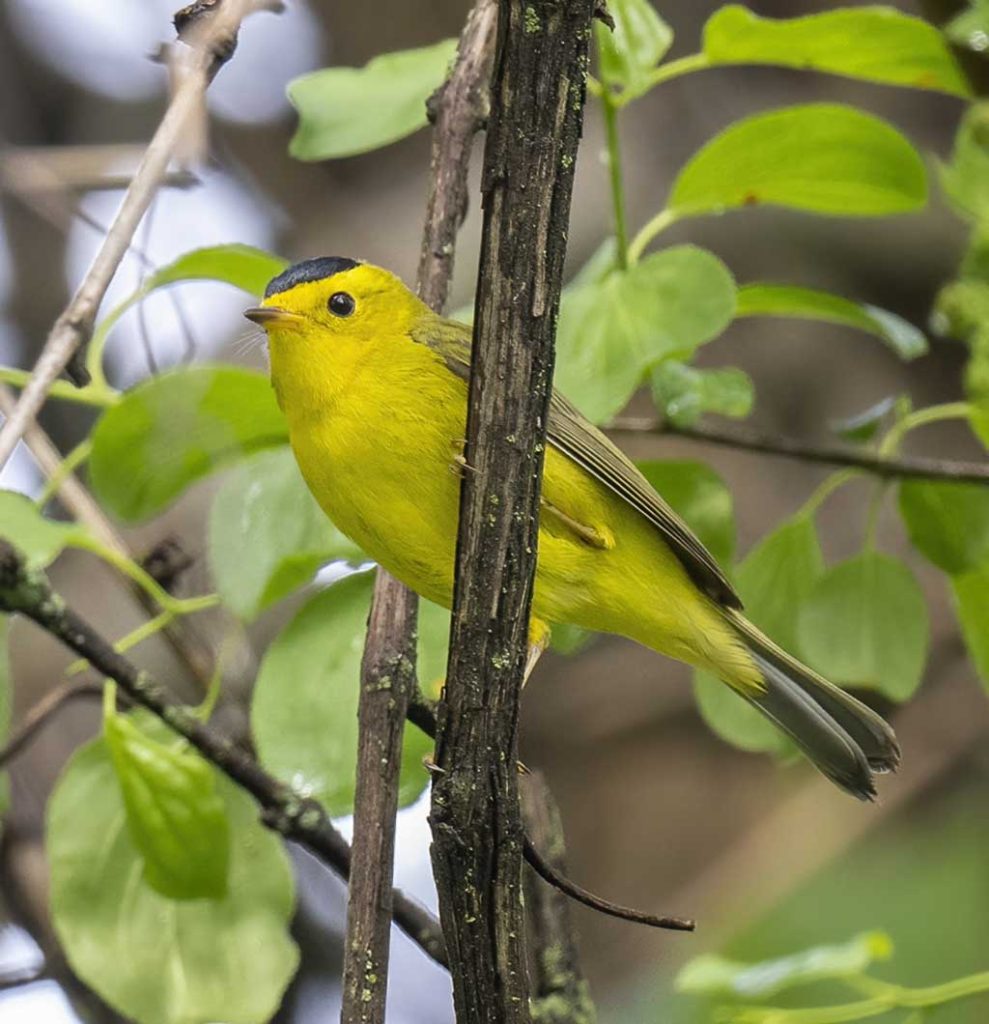 Wilson's Warbler