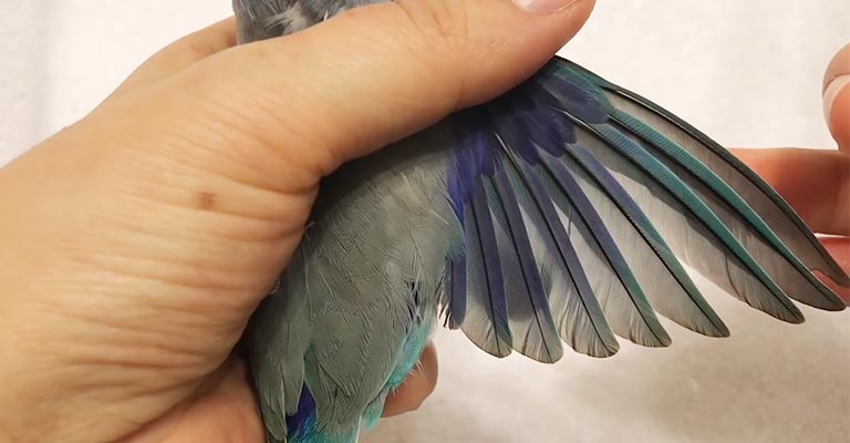 Wing Clipping Guide for Bird Owners