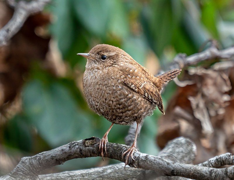 Winter wren