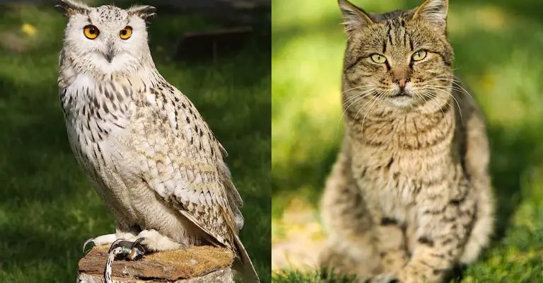 Would An Owl Pick Up a Cat