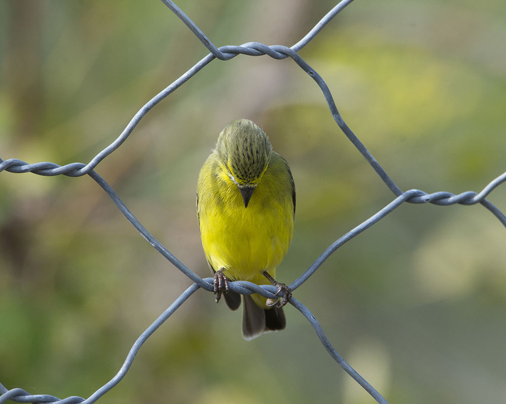 Yellow-fronted Canary