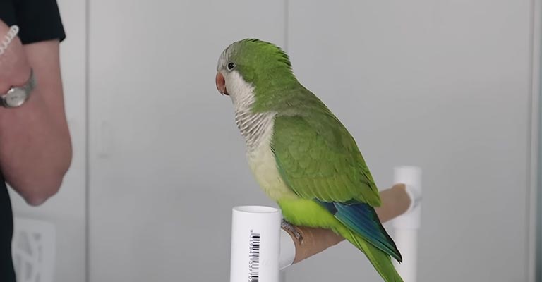Why Do Quaker Parrots Puff Up
