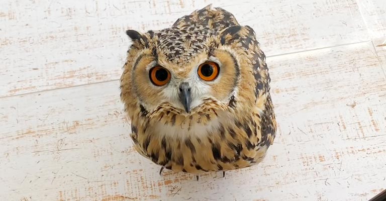 why do owls look like cats