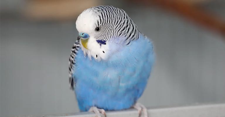 why is my parakeet cere turning brown and how to treatment 