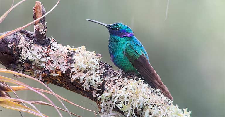 10 Fun Facts of Mexican Violetear