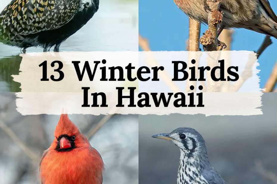 13 Winter Birds in Hawaii