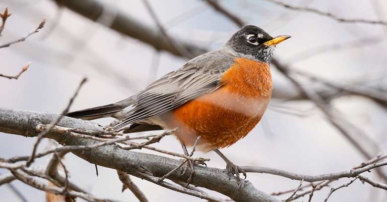 American Robin: Everything You Need to Know About