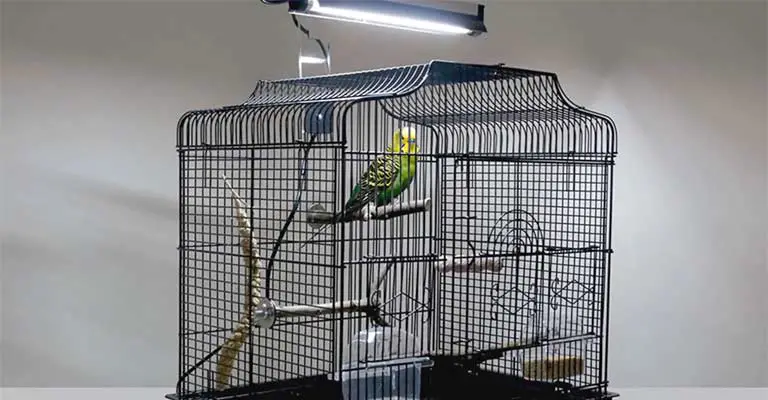 Are LED Lights Bad for Parakeets