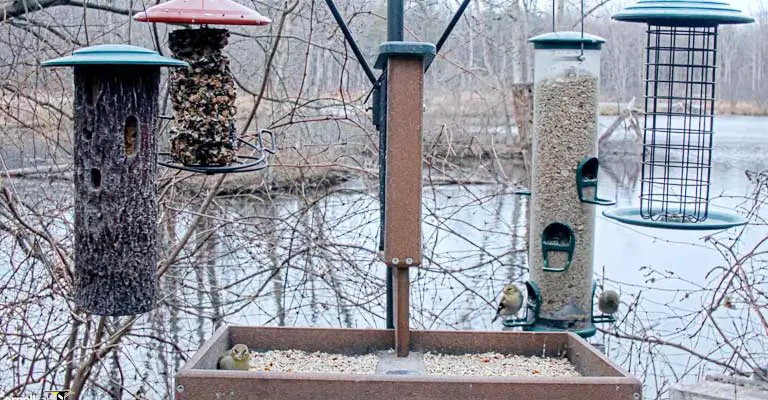 Attract Birds To A New Feeder
