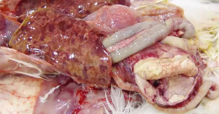 Bacterial Infection of Small Intestines in Birds
