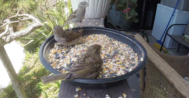 Balcony Bird Feeding