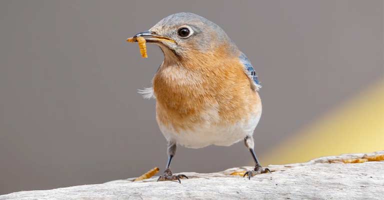 Bluebird Meanings And Symbolism