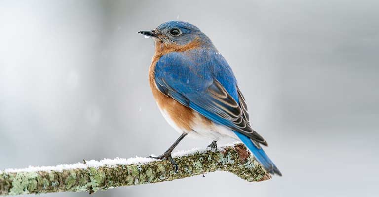 Bluebird Winter Habits Explained