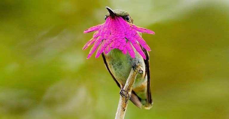 Bumblebee Hummingbird