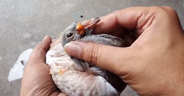 Can Pigeons Recover From Pox