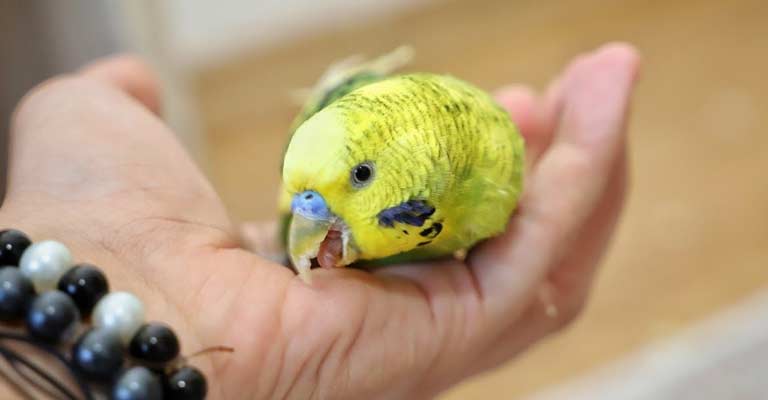 Can a Parakeet Have a Stroke