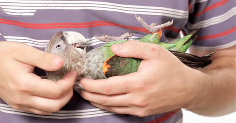 Caring for Parrots as Pets