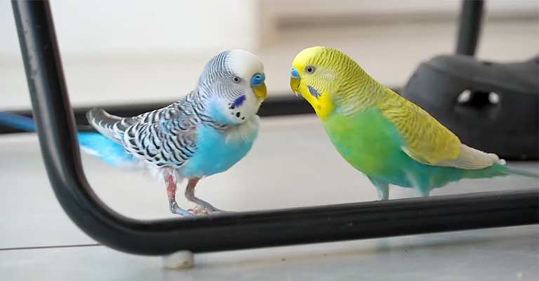 Choosing Your First Bird- pet birds buying guide