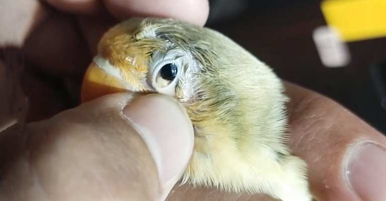 Common Eye Disorders in Birds