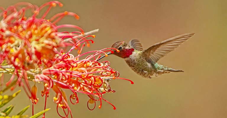 Common Flowers That Attract Hummingbirds