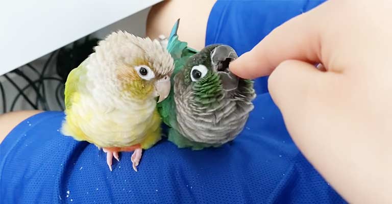Cons of Parrots as Pets