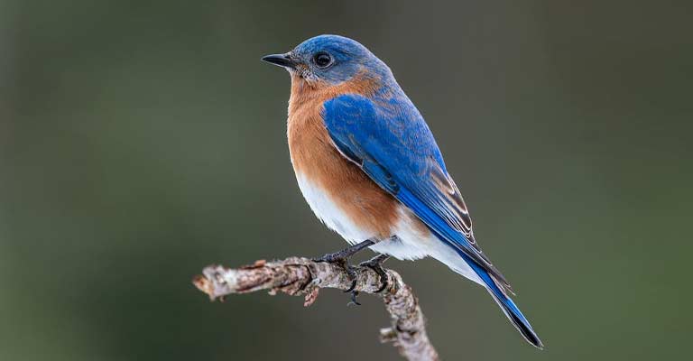 Do Bluebirds Migrate in the Winter