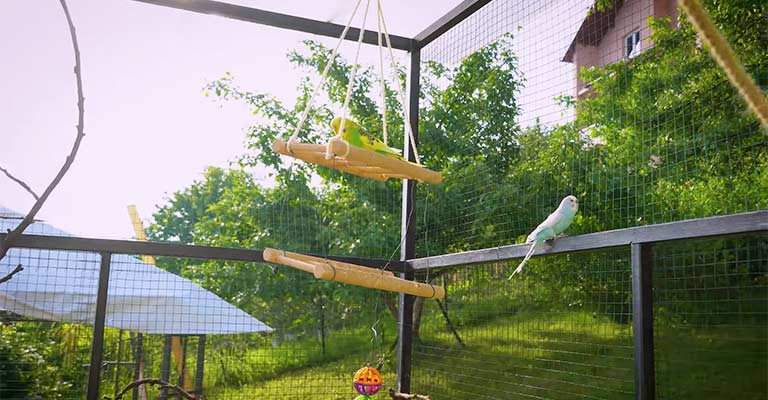 Do Parrots Like Being Outside