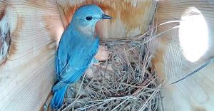 Eastern Bluebird Nesting Habits: Exploring the Process - The Worlds ...