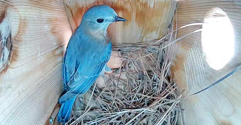 Eastern Bluebird Nesting Habits