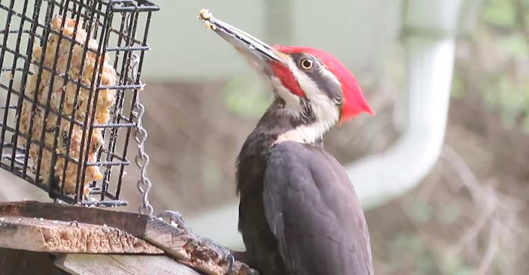 Eating Habits Of A Pileated Woodpecker