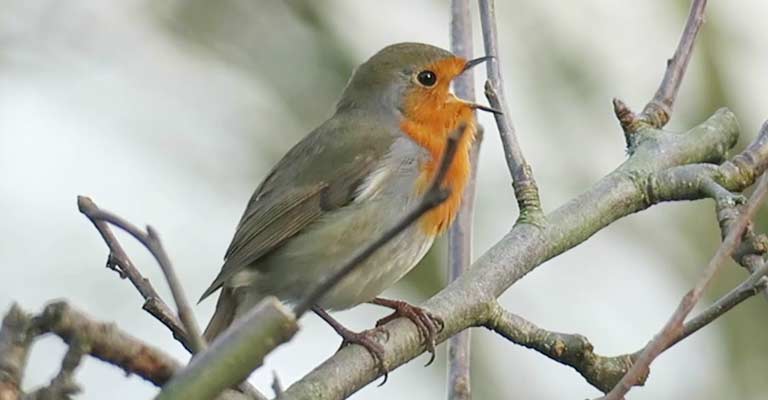 Effects On Health Because Of Robins' Singing
