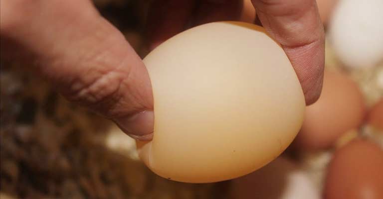 Egg-Laying Abnormalities 