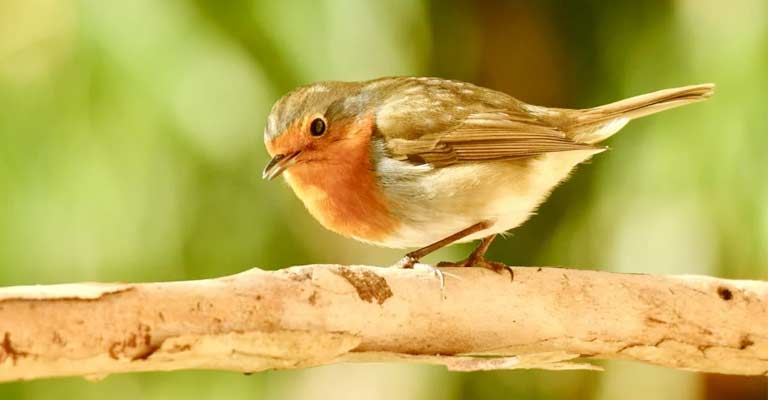 European Robin