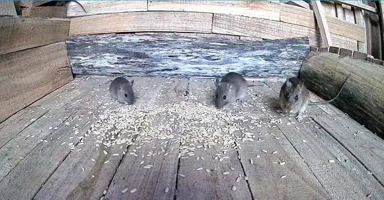 Feed Birds Without Attracting Rats