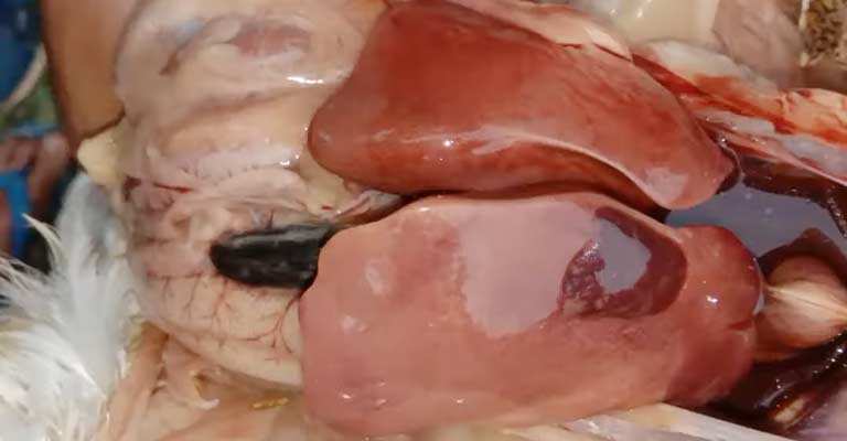 Heart And Blood Vessel Disorders In Birds