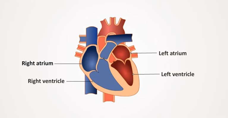 What Are Some Symptoms Of Heart And Blood Vessel Disorders In Birds