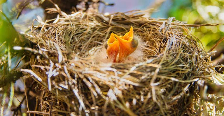 How Do Birds Choose Where To Nest