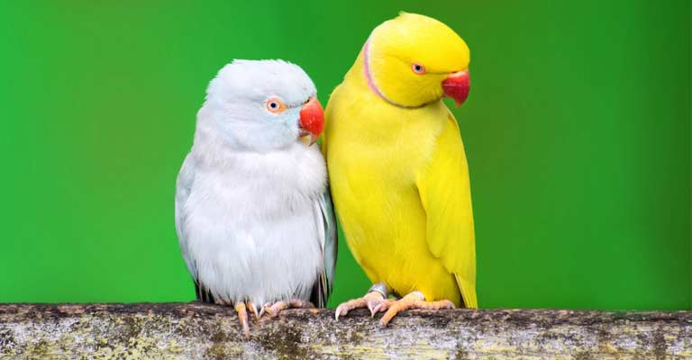 How Do I Know If My Bird Has A Hormonal Disorder