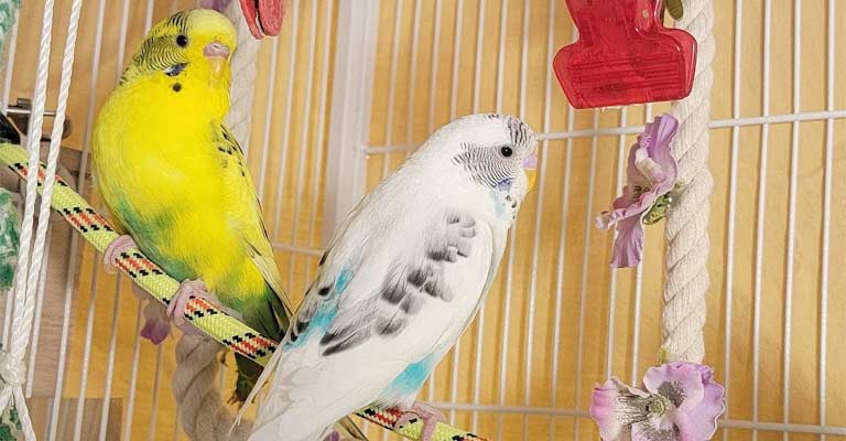 How Do I Know If My Parakeet Is Starving Itself