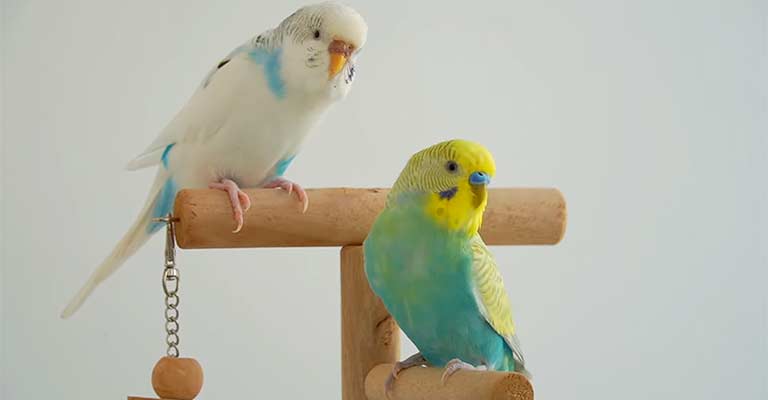 How Do I Make A Bond Of My Two Budgies